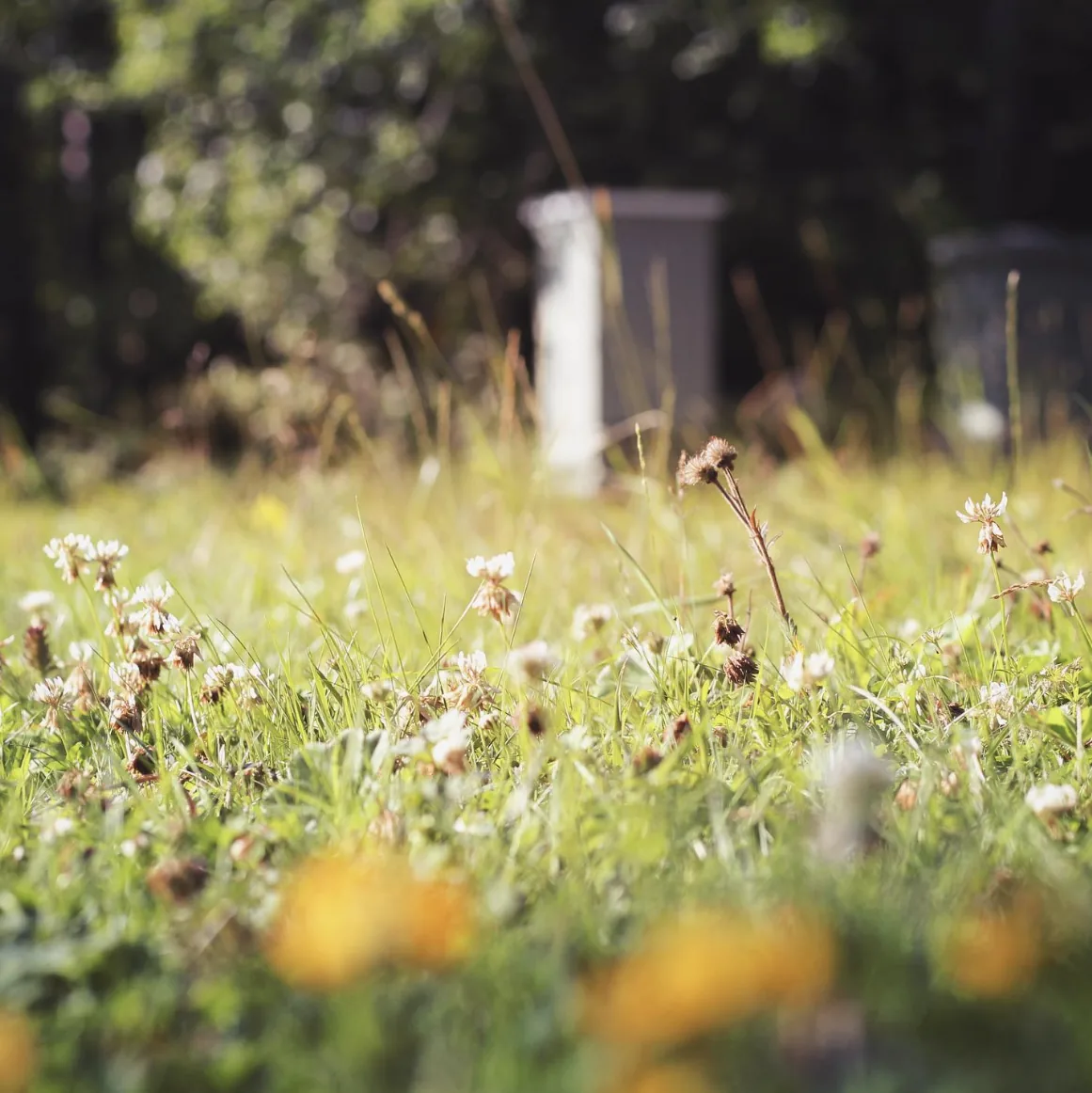 Skogsbrynet i Ramsta Lund med klöverblommor